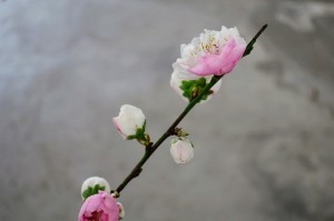 置場に落ちてた八重桜